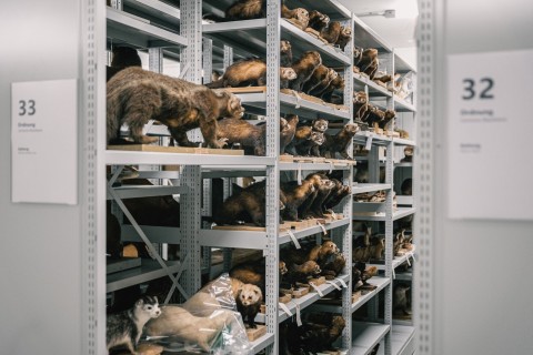Verborgene Schätze des LWL-Museums für Naturkunde entdecken
