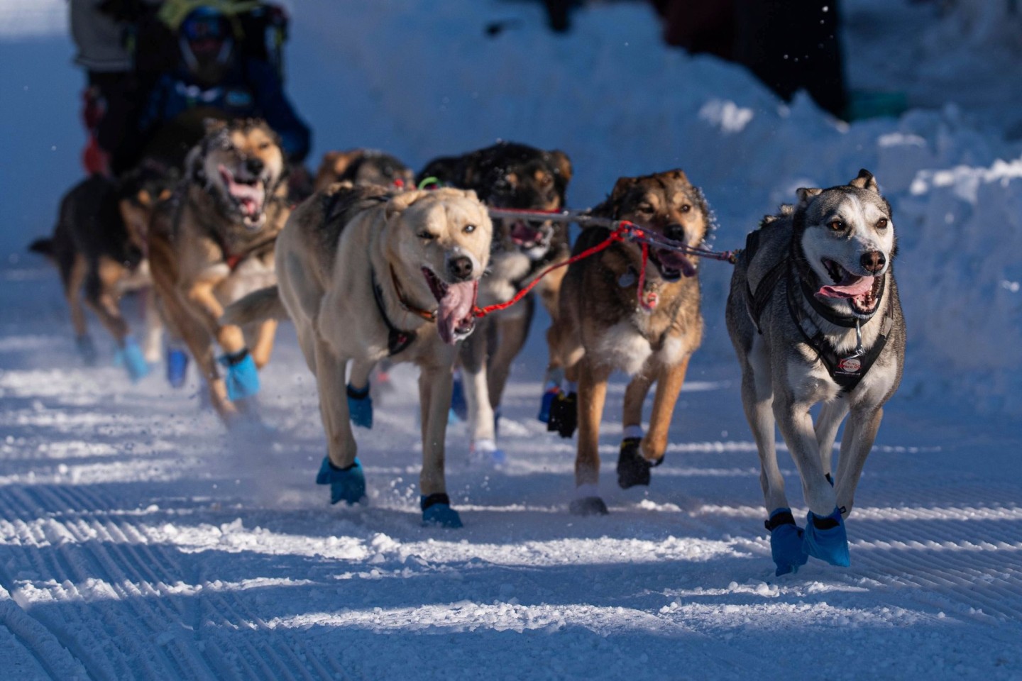 Die Hunde des Teams von Riley Dyche beim Start des Iditarod-Hundeschlittenrennens in Anchorage.