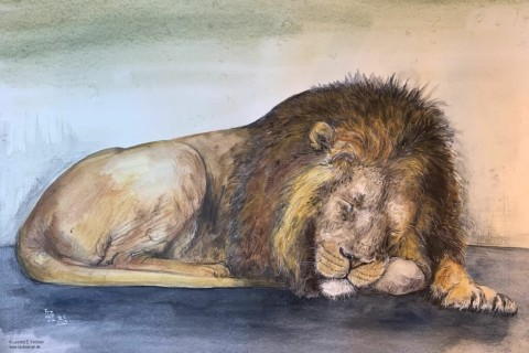 Laurenz E. Kirchner betrauert toten Löwen aus dem Allwetterzoo