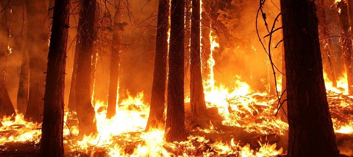 Brandgefahr: Absolutes Rauchverbot im Wald
