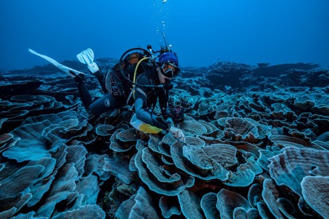 Großes Korallenriff vor Tahiti entdeckt