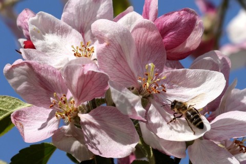 Honigbienen sind relativ gut durch den Winter gekommen