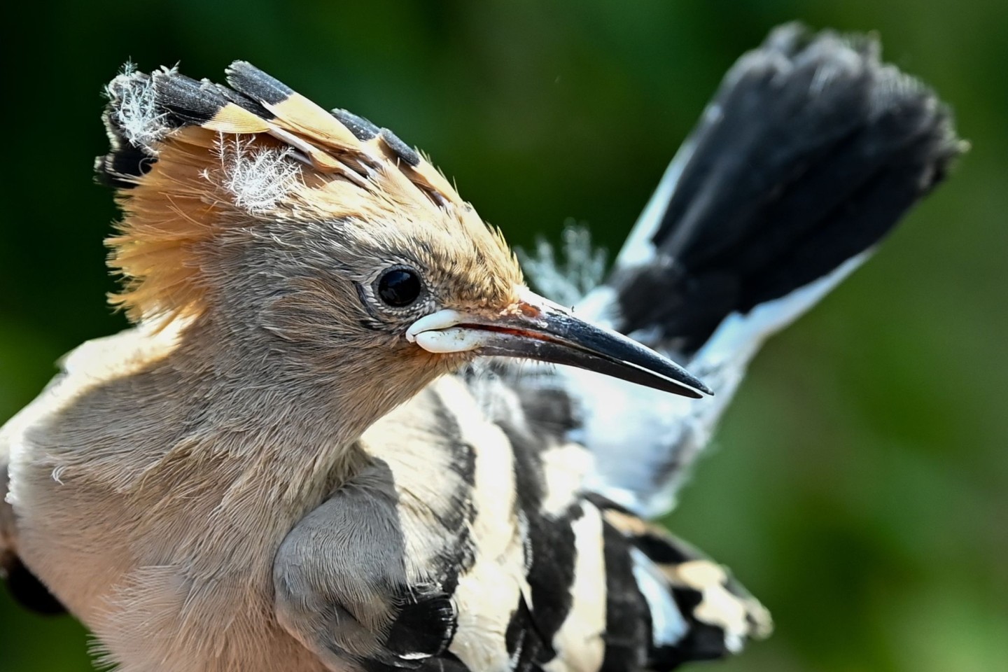 Ein Wiedehopf wird von einem Vogelberinger in Sielmanns Naturlandschaft Döberitzer Heide in der Hand gehalten, um die Küken im Nest beringen und wiegen zu können.
