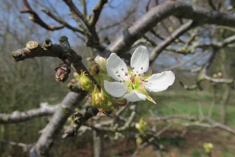 Obstbaumblüte auf Haus Heidhorn