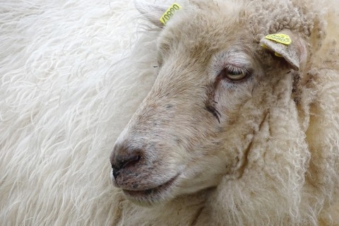 Schafe erleben auf Haus Heidhorn