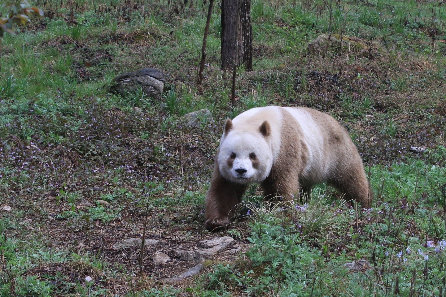 Qizai ist der einzige braune Panda, der in Gefangenschaft lebt.
