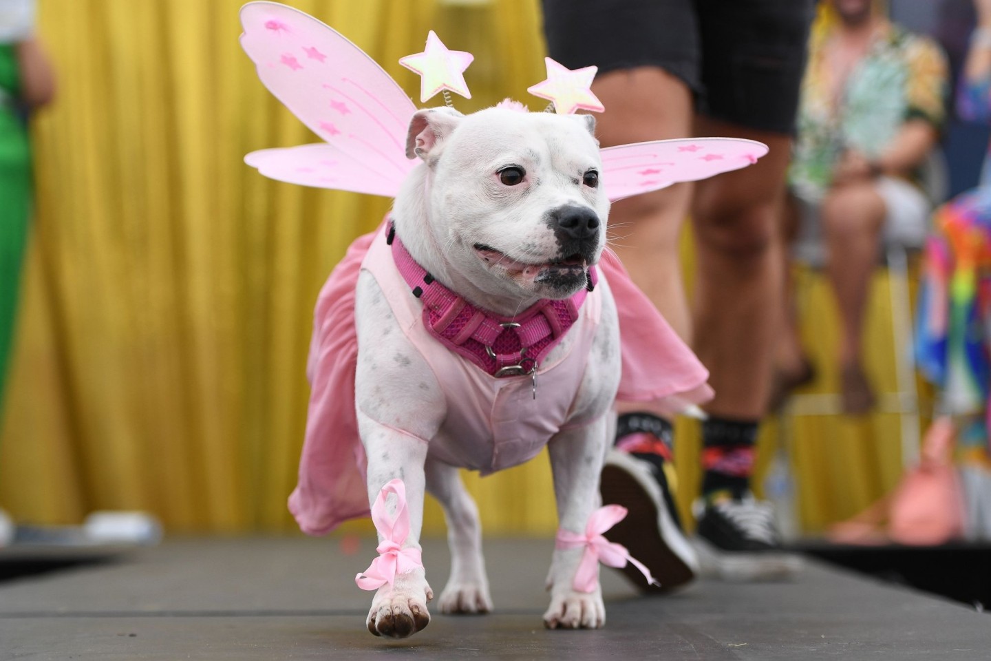 Ein Hund in Pink bei der Sydney WorldPride 2023.