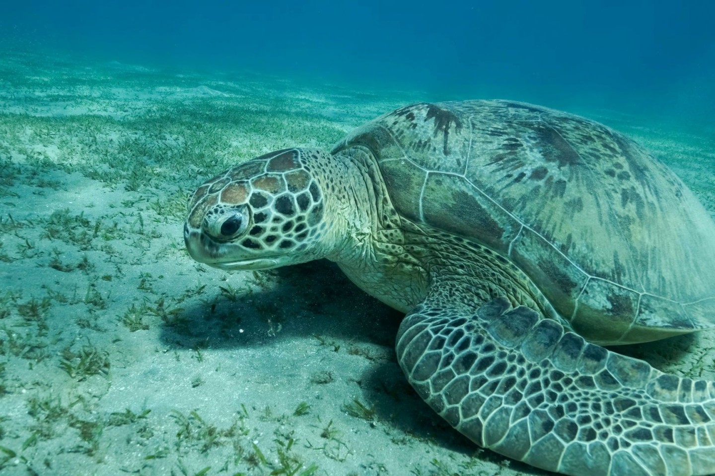 Eine Grüne Meeresschildkröte (Chelonia mydas) schwimmt im Roten Meer. Meeresschildkröten gehören zu den wandernden Tierarten.