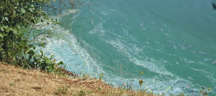 Vorsicht Hundebesitzer - Blaualgen im Aasee schaden Hunden