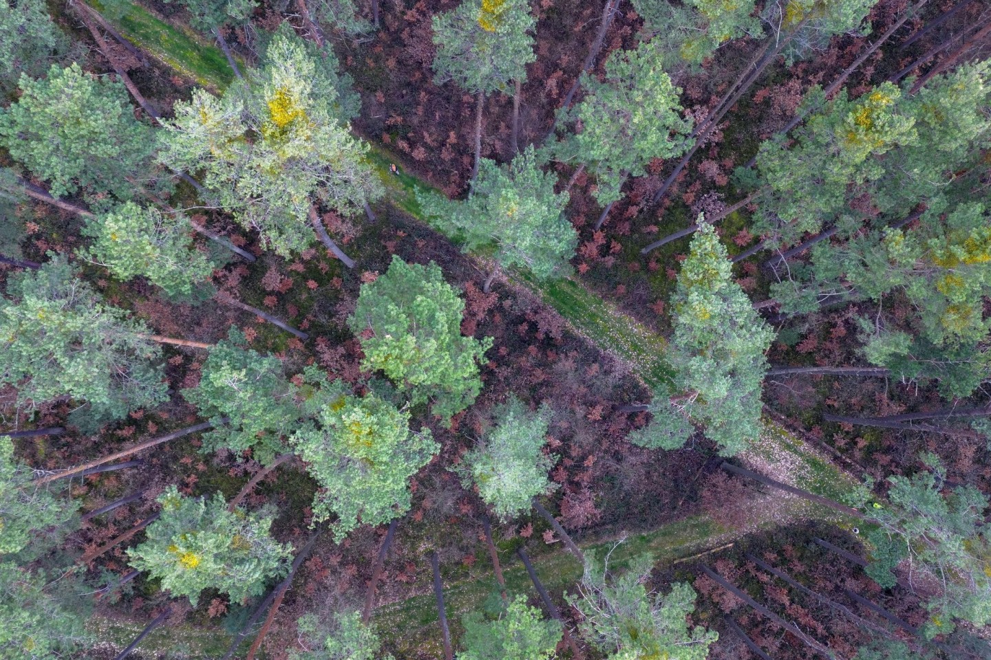 Viele vor wenigen Jahren gepflanzte Buchen stehen mit braunen Blättern in Bodennähe in einem über die nächsten zwei Jahrzehnte absterbenden Kiefernwald.